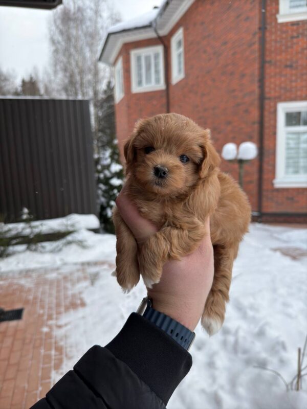 TESSIE (Maltipoo) - Image 4