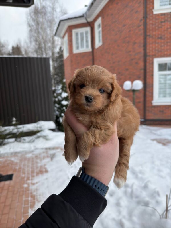 TESSIE (Maltipoo) - Image 3