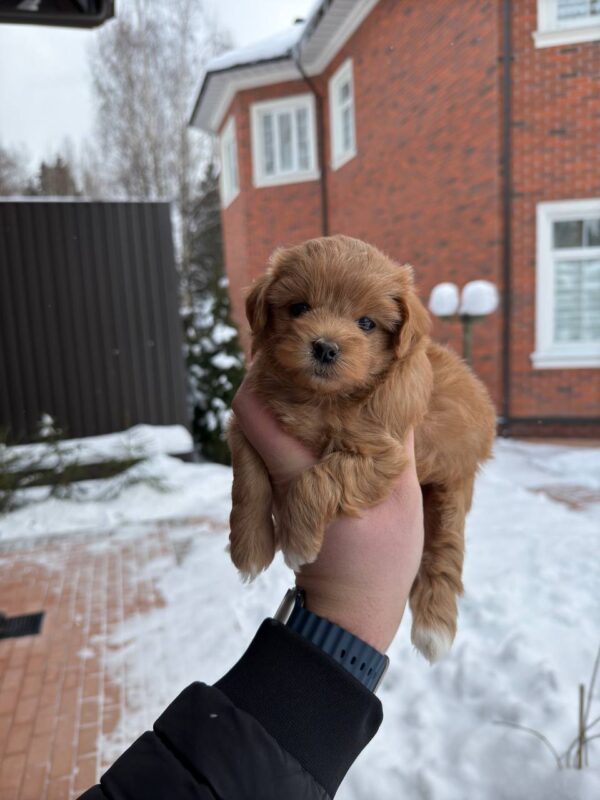 TESSIE (Maltipoo) - Image 2