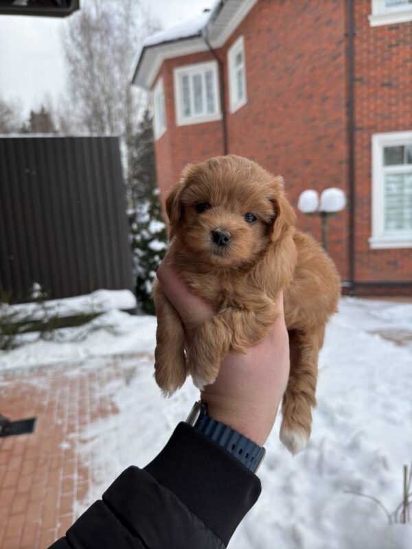 TESSIE (Maltipoo)