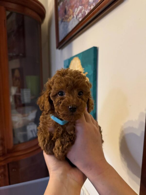 Toy poodle (Ella)
