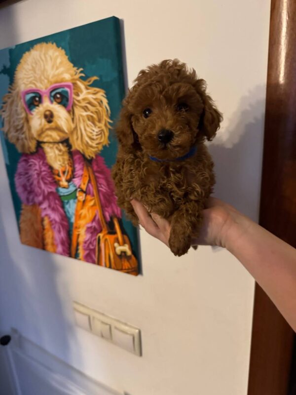 Toy poodle (Ella) - Image 4