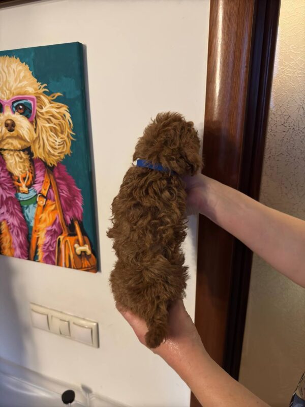 Toy poodle (Ella) - Image 5
