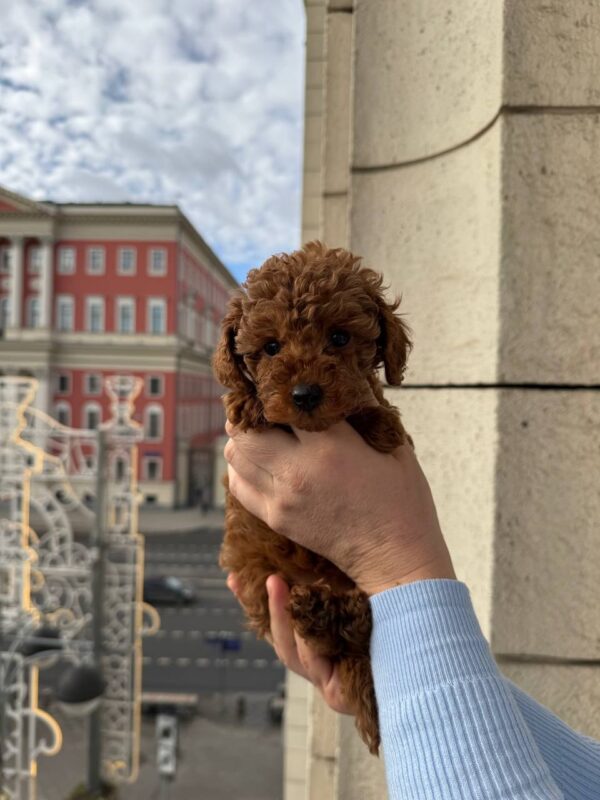 Toy poodle (Ella) - Image 2