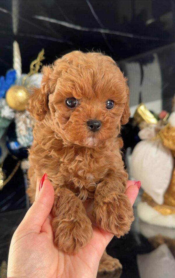 Maltipoo boy - Image 2