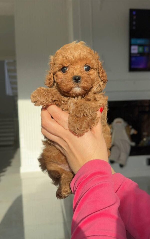 Maltipoo boy - Image 5