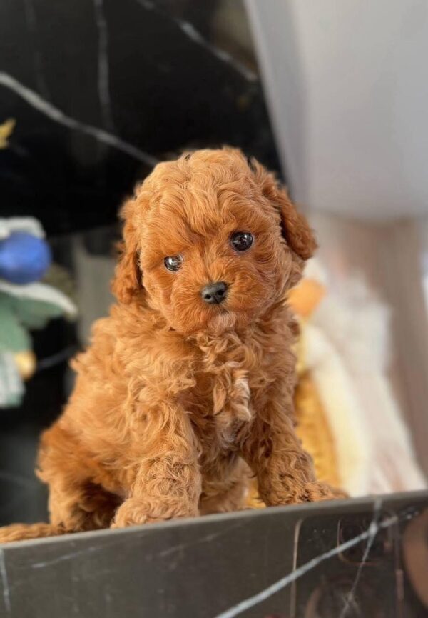 Maltipoo boy