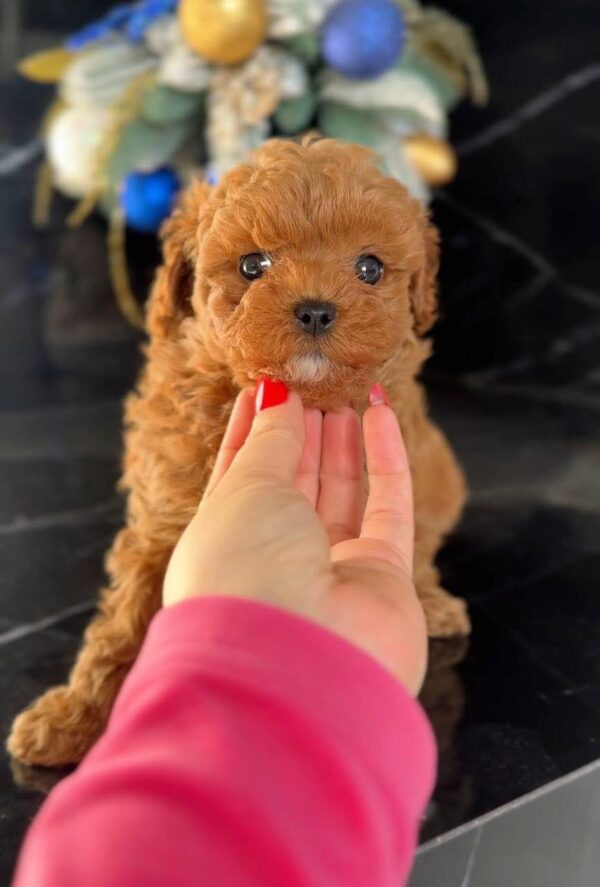 Maltipoo boy - Image 4