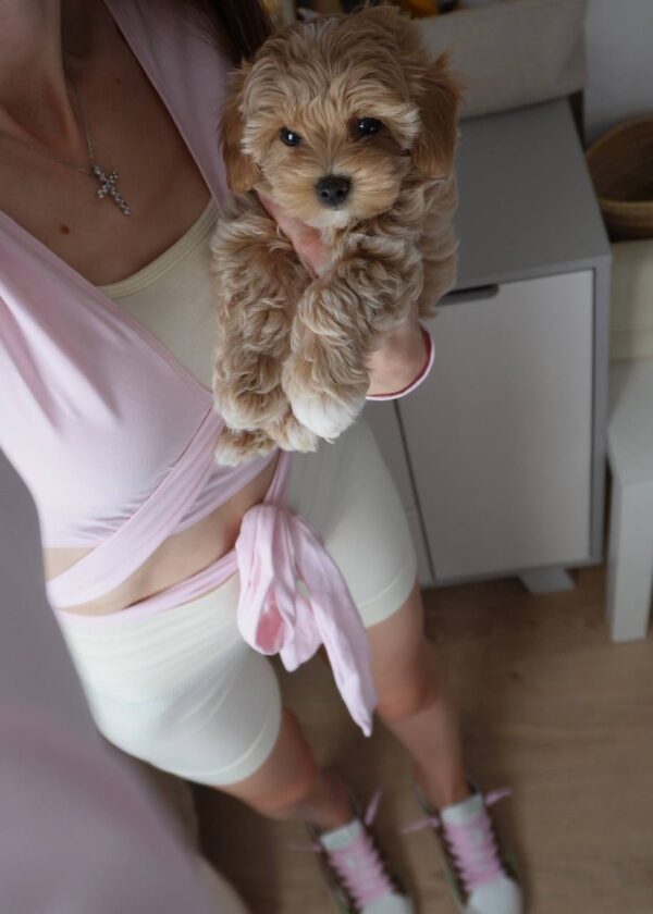 Annie - Image 4
